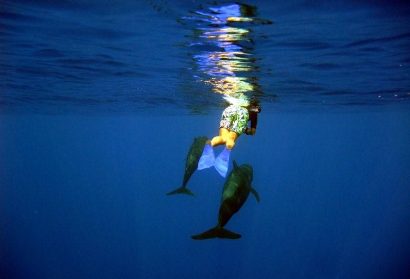 pailot whale honaunau